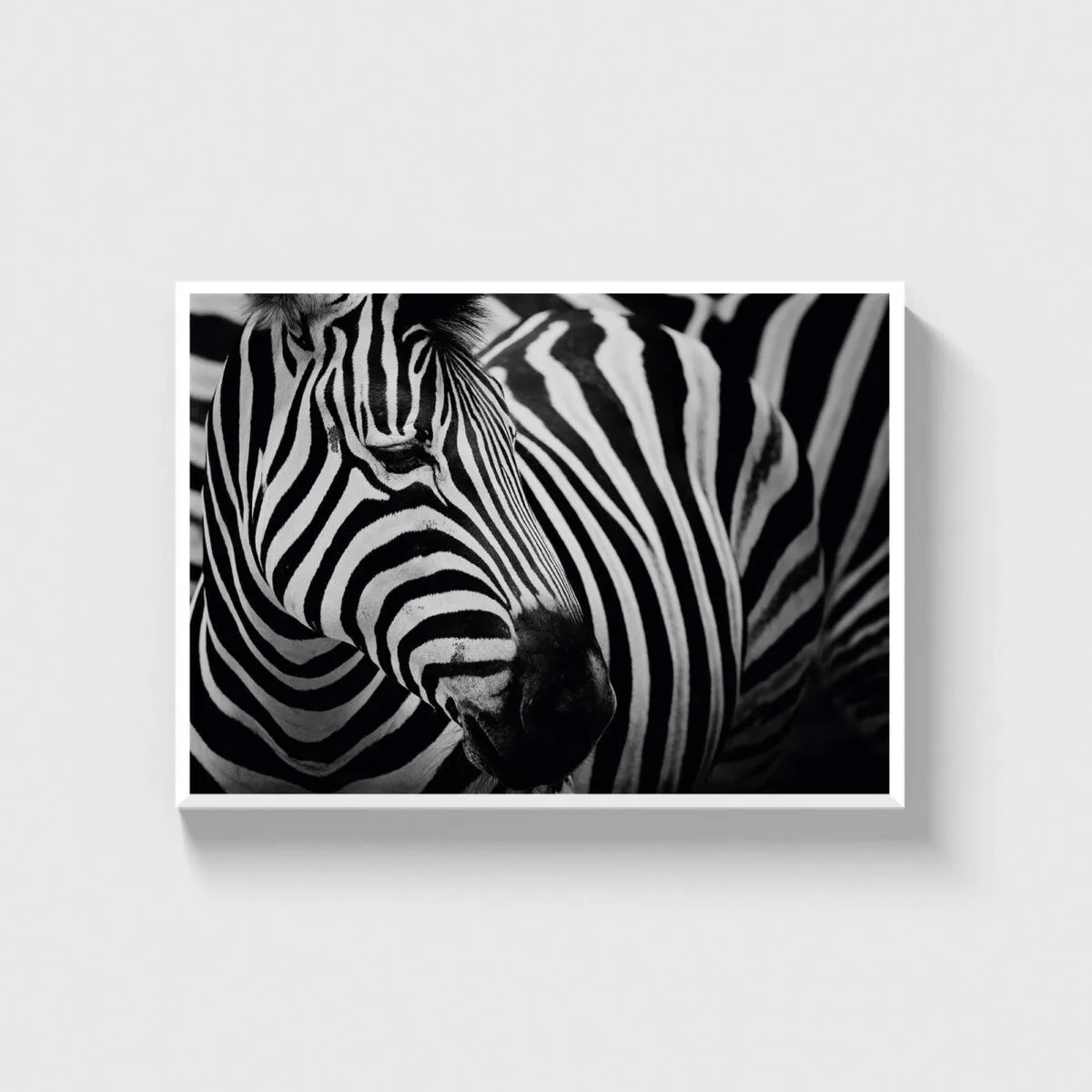 Zebra - Görsel 3