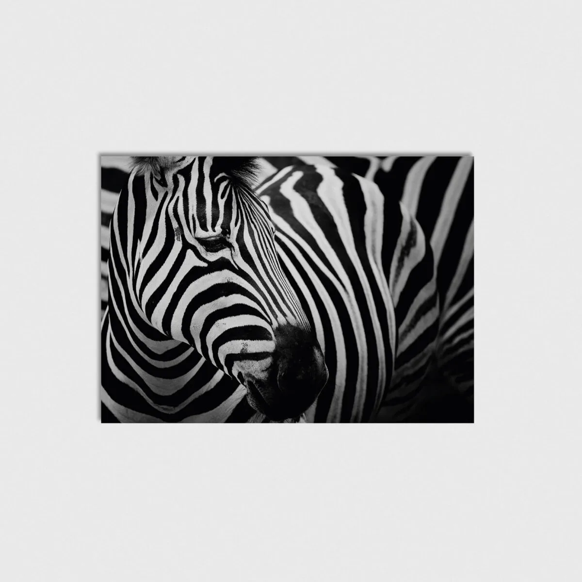 Zebra - Görsel 2