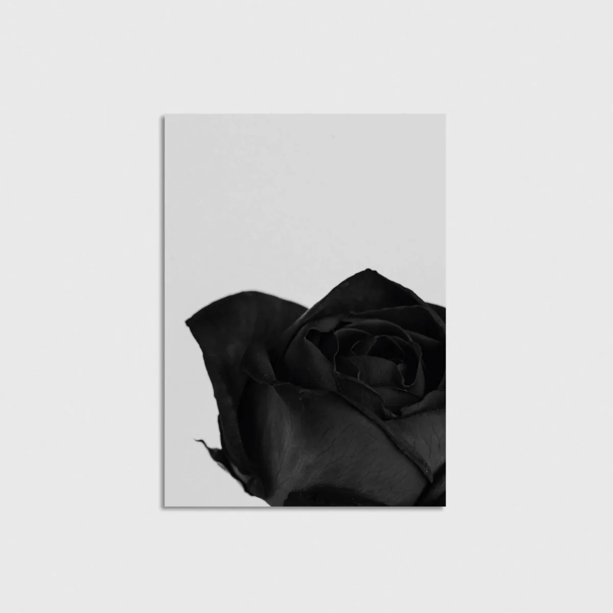 Black Rose - Görsel 3