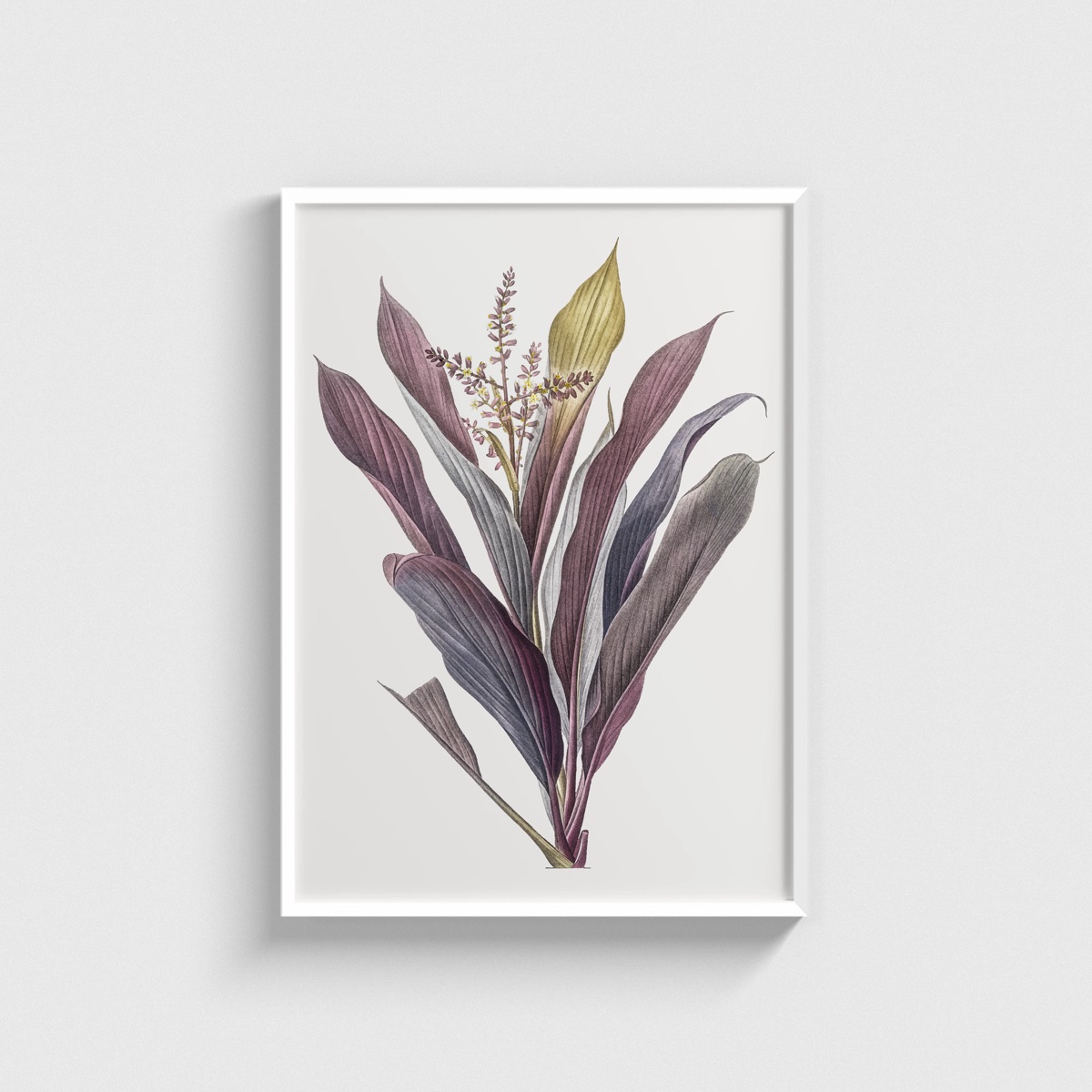 Cordyline Bitkisi Vintage Botanik Çizimi posteri, beyaz çerçeveli tablo