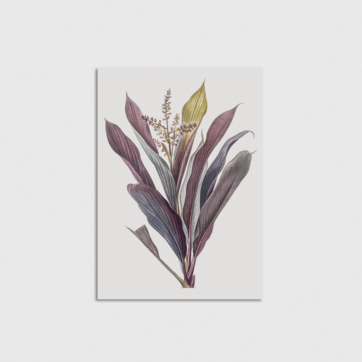 Cordyline Bitkisi Vintage Botanik Çizimi posteri, çerçevesiz poster